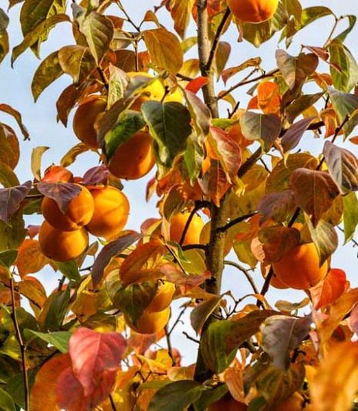 Hurmi kaki 'Mela' , osobný odber